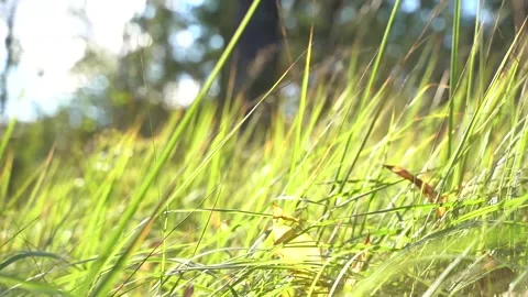 Green grass close-up. Grass swaying in the wind in slow motion. Video stock 209161423