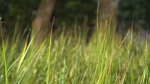 Green grass close-up. Grass swaying in the wind in slow motion. Stock Footage 209161432