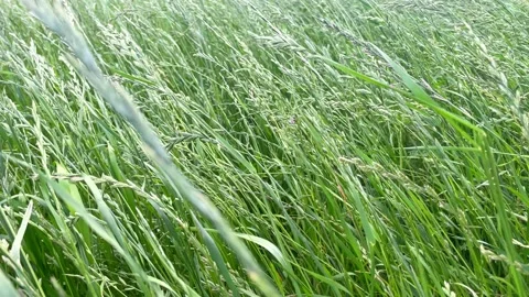 Green grass close-up. Grass swaying in the wind in slow motion. Stock Footage 213201843