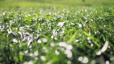 Green grass close-up. Grass swaying in the wind in slow motion Stock Footage 232539909