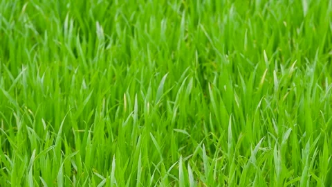 Green grass close-up. Grass swaying in the wind Stock Footage 274650937