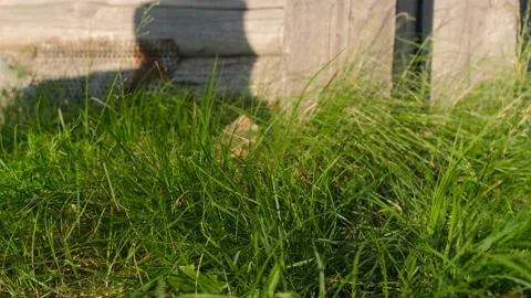 Green grass close-up. The grass sways in the wind in slow motion. Green juicy la Stock Footage 155977522