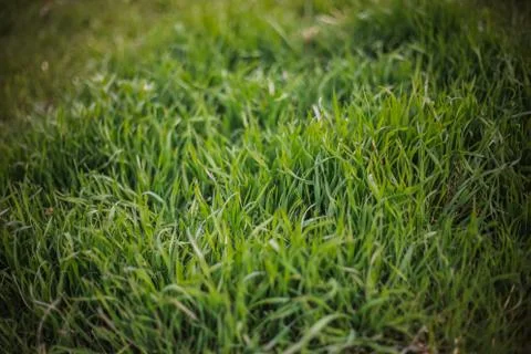 Green grass Close-up green background with foreground grass Stock Photos