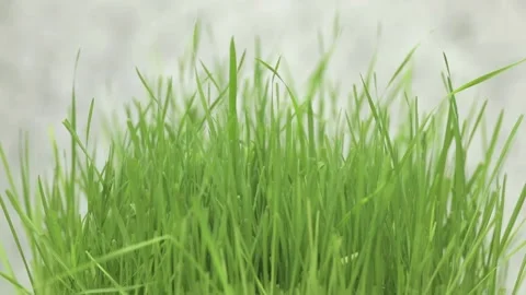Green grass close up on a light background Stock Footage 237807607