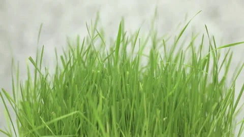 Green grass close up on a light background Video stock 238030121