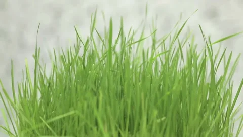 Green grass close up on a light background Stock Footage 239032974