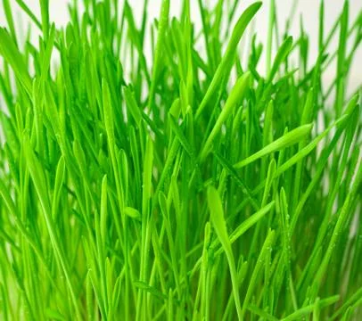 Green grass close-up on a light background. Stock Photos