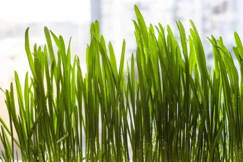 Green grass close-up on a light bright background Stock Illustration