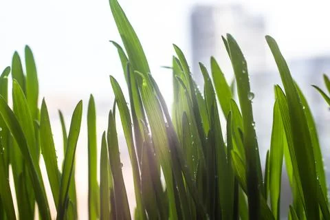Green grass close-up on a light bright background Stock Photos