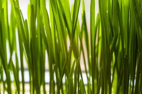 Green grass close-up on a light bright background Stock Photos