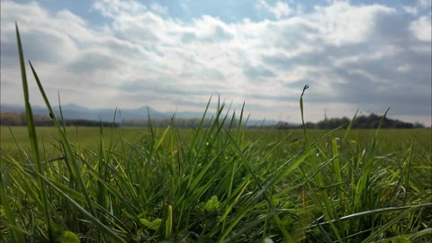 Green grass close-up on meadow with cloudy sky Stock Footage 322522868