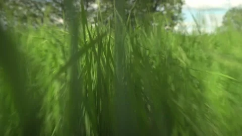 Green grass close-up. movement of camera on the grass growing in the meadow. Stock Footage 155815059