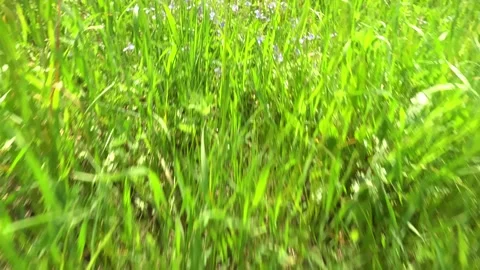 Green grass close-up. movement of camera on the grass growing in the meadow. Stock Footage 155815140