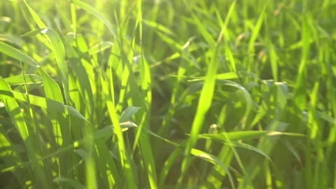 Green grass close-up. movement of camera on the grass growing in the meadow. Stock Footage 155815888