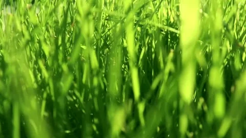 Green grass close-up, movement through green grass Stock Footage 205435048