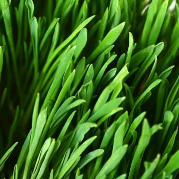 The green grass close up Stock Photos