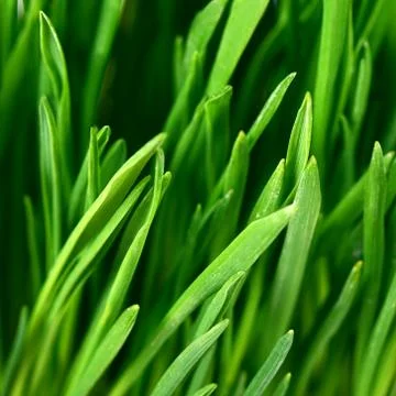 The green grass close up Stock Photos