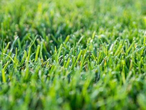 Green grass close up Stock Photos