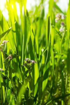 Green grass close-up Stock Photos