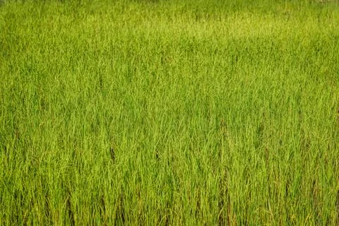 Green grass close up Stock Photos
