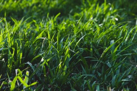 Green grass close-up Stock Photos
