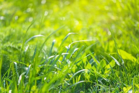 Green grass close-up Stock Photos