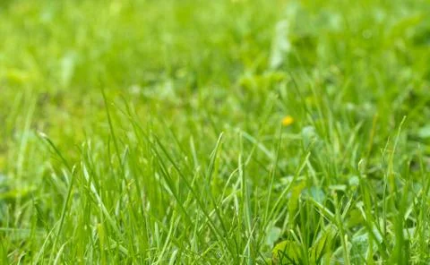 Green grass, close-up Stock Photos