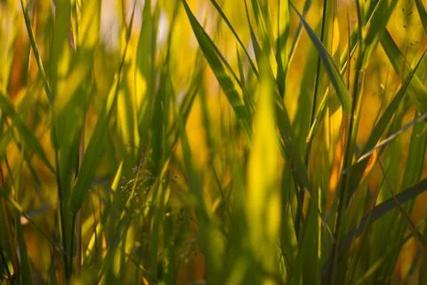 Green grass close up Stock Photos