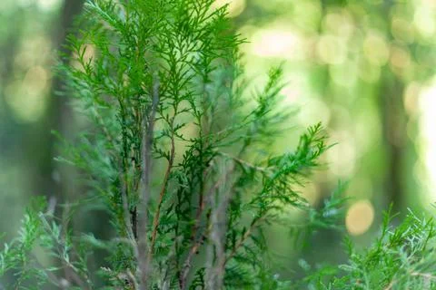 Green grass close-up Stock Photos