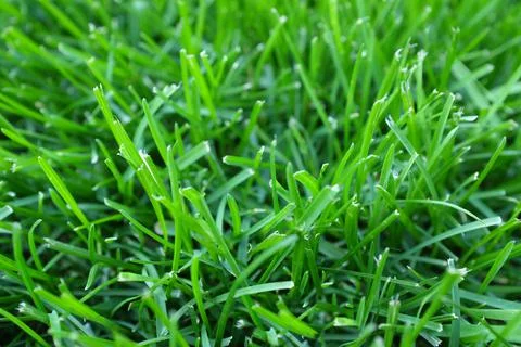 Green Grass Close Up Stock Photos