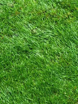 Green Grass Close Up Stock-Fotos