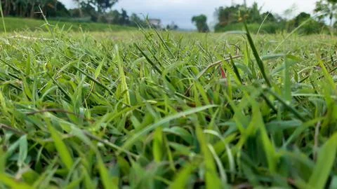 Green grass close-up 스톡 사진