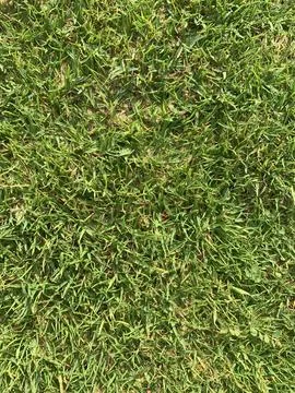 Green grass close-up Foto stock