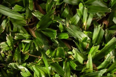 Green grass close up Stock Photos