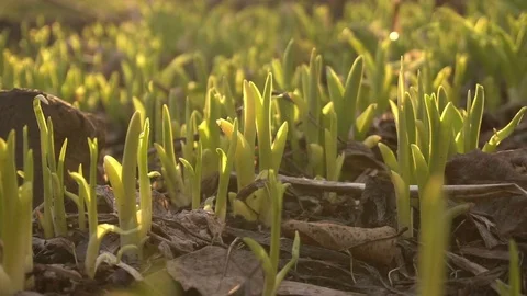 Green grass close-up in the rays of sunlight Stock Footage 73956170