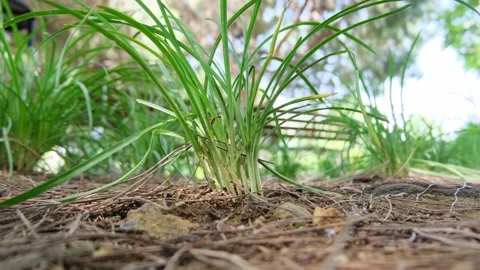 Green grass close-up shot Stock Footage 156719654