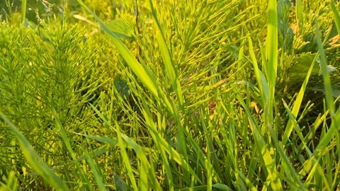Green grass close-up slow motion Stock Footage 161069338