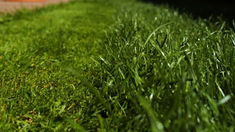 Green grass close-up. Slow motion low angle view to the green juicy lawn.  Ba Stock Footage 201354082