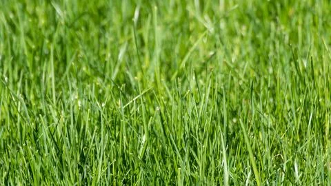 Green grass close-up, spring nature pattern Stock Photos