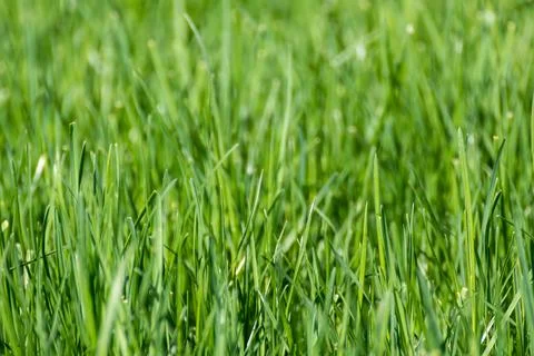 Green grass close-up, spring nature pattern Stock Photos