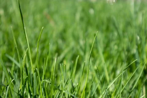 Green grass close-up, spring nature pattern Foto stock