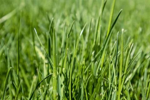Green grass close-up, spring nature pattern Foto stock