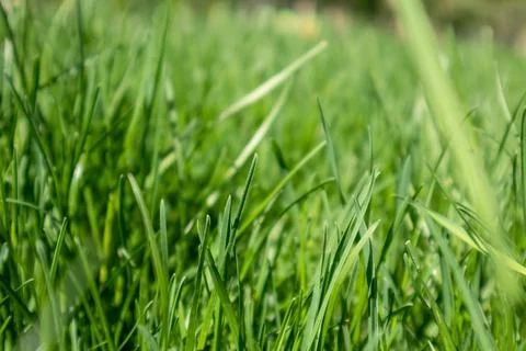 Green grass close-up, spring nature pattern Foto stock