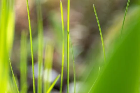 Green grass close-up, spring nature pattern Stock Photos