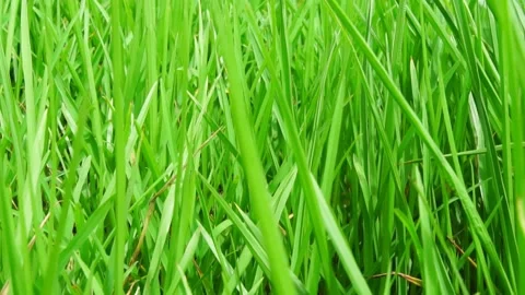 Green grass close-up super macro shooting. 스톡 동영상 169245903