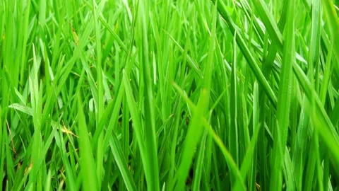Green grass close-up super macro shooting. Stock Footage 169245954