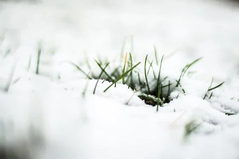 Green grass close under the first snow in autumn Stock Photos