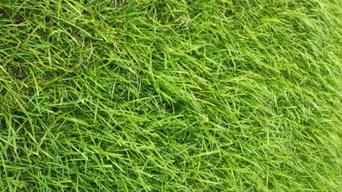 Green grass close-up vertical frame. Green juicy lawn, it's time to mow Stock Footage 255645231