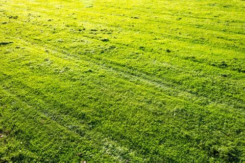 Green grass close-up view, backdrop, background. Foto stock