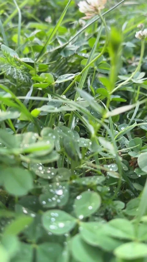 Green grass close up water drops Vídeos de archivo 252881359